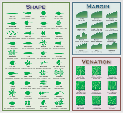 leaf identification | identify trees by.